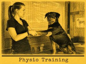 Canine Physical Program Stretching & Massage