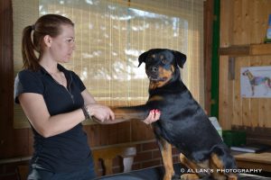 Canine Physical Program Stretching & Massage