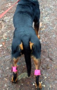 Canine Physical Program Muscular Strength & Endurance