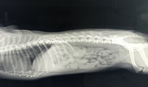 Canine Physical Program Common Sickness in Sport Dogs