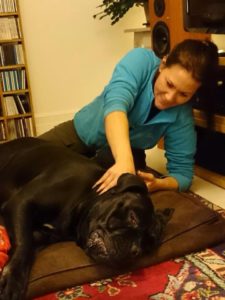 Canine Physical Program Rehabilitate Injuries