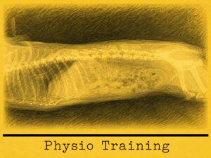 Canine Physical Program Common Sickness in Sport Dogs