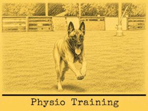 Canine Physical Program Warm Up & Cool Down