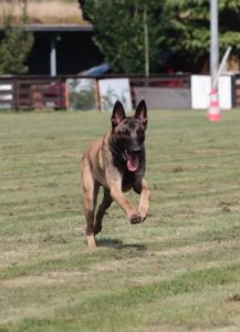 Canine Physical Program Warm Up & Cool Down