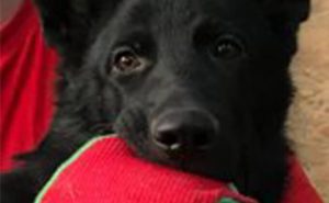 Foundations Puppy Course Daily Life