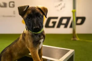 Training Puppy Course with Malinois "Iwan Pawlow"