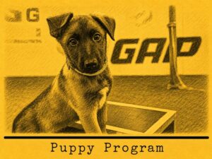 Training Puppy Course with Malinois "Iwan Pawlow"