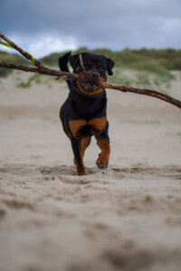 Canine Physical Program Muscular Strength & Endurance